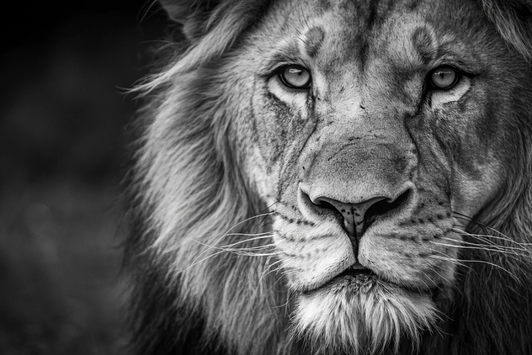 Close-up black and white photo of a lion's face, showing its intense eyes, detailed fur, and long whiskers. The dramatic lighting highlights the lion’s expressive features—symbolizing the clarity and confidence found in a manager portal. | Humanico Workforce Intelligence Software